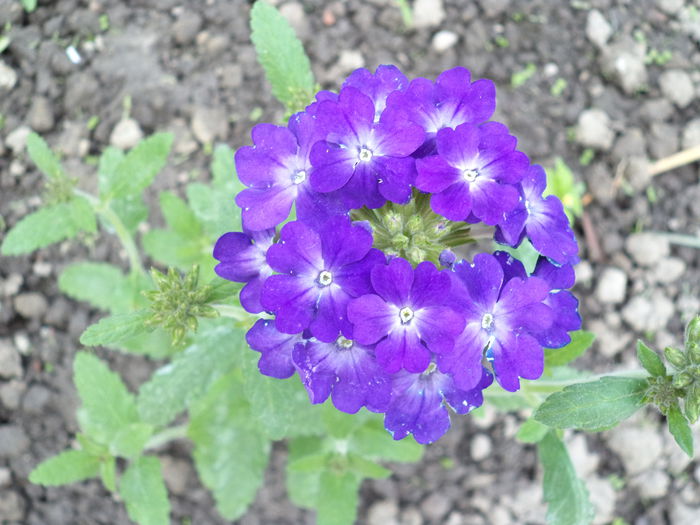 VERBINA