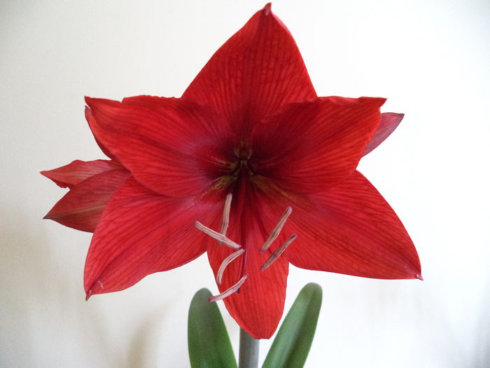 130 - Amaryllis