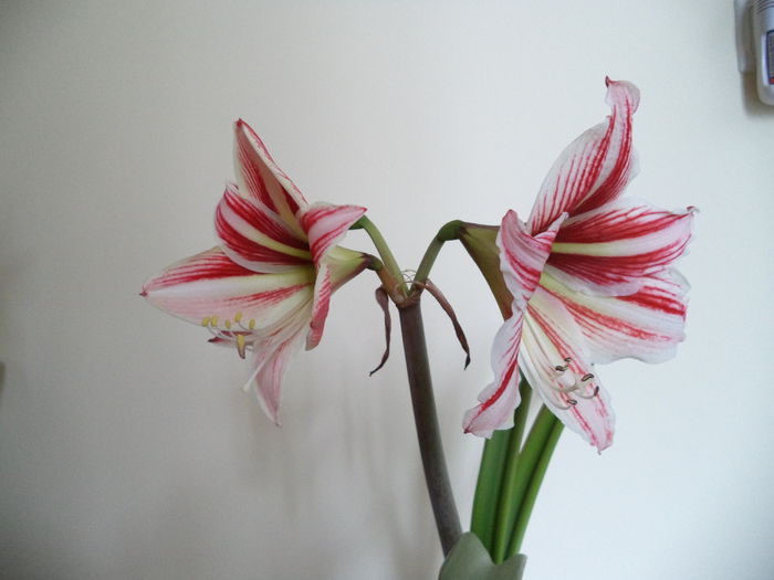 135 - Amaryllis