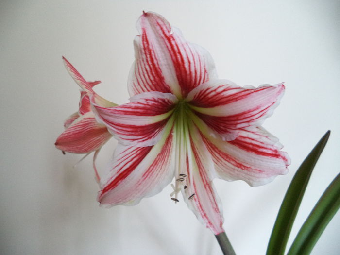 134 - Amaryllis