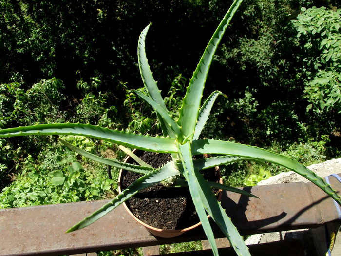 aloe arborescens - Cactusi si suculente