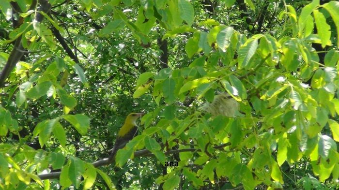 ea isi urmeaza ritualul