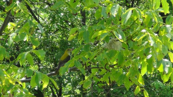 vine constant la cuib cu...in cioc