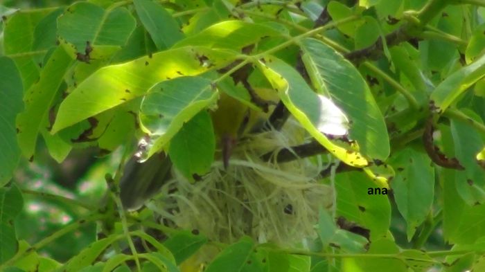 ea nu sta la cuib mai mult de 4min