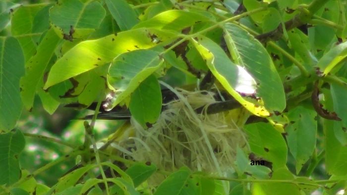 cat ea munceste la cuib