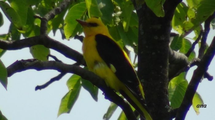 cantand continuu, trubadurul