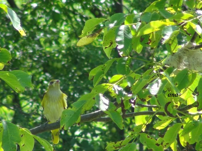mereu ea revine la cuib dupa inspectia lui