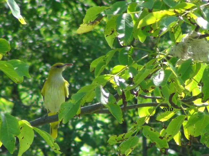 daca el a dat unda verde,ea vine,dar verifica zona si ea