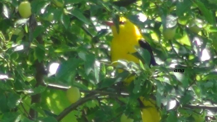 el in apropiere,verifica si canta