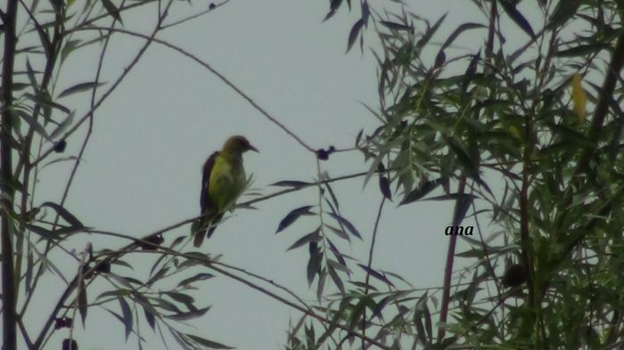 sunt mai agitati - grangurii-el si ea-din gradina