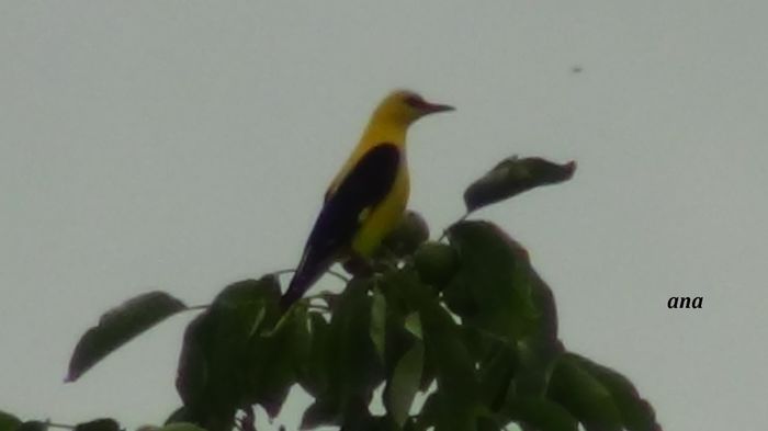 mai ales cand sunt impreuna - grangurii-el si ea-din gradina