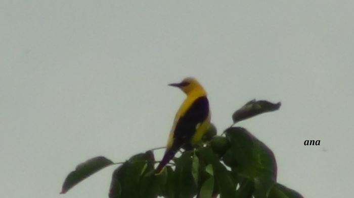 si cantul l-a schimbat - grangurii-el si ea-din gradina