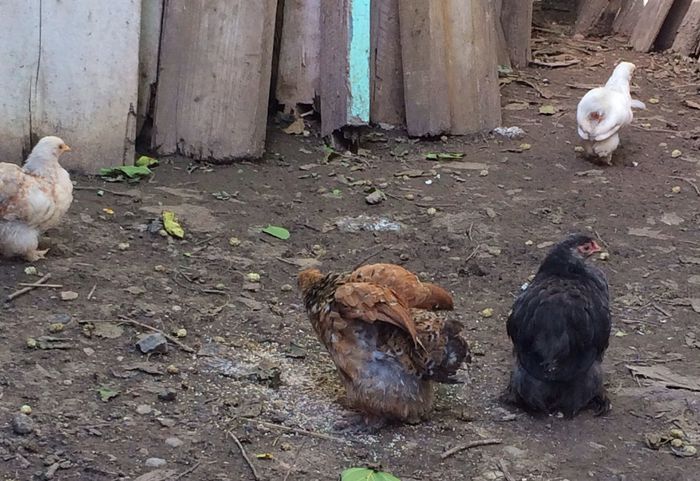 Pui cochin - Cochinchina pitic 2014