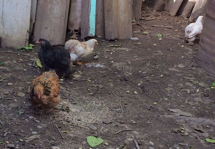 image - Cochinchina pitic 2014