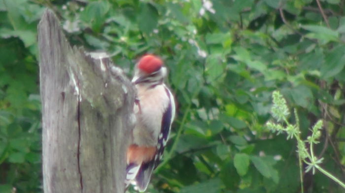 cauta de zor, nu se lasa