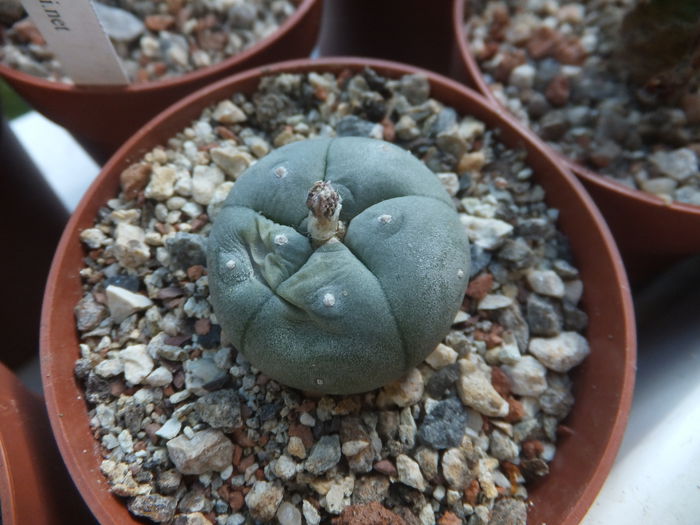 DSCF5745 - lophophora