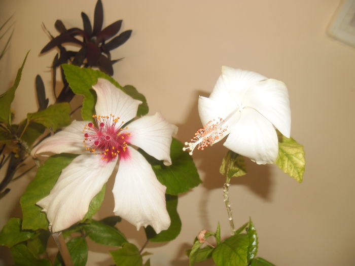Dainty White + Arnottianus