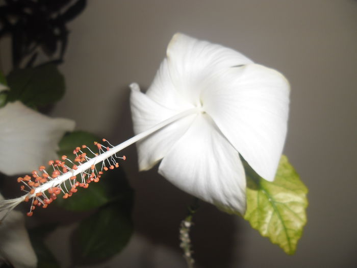 Dainty White