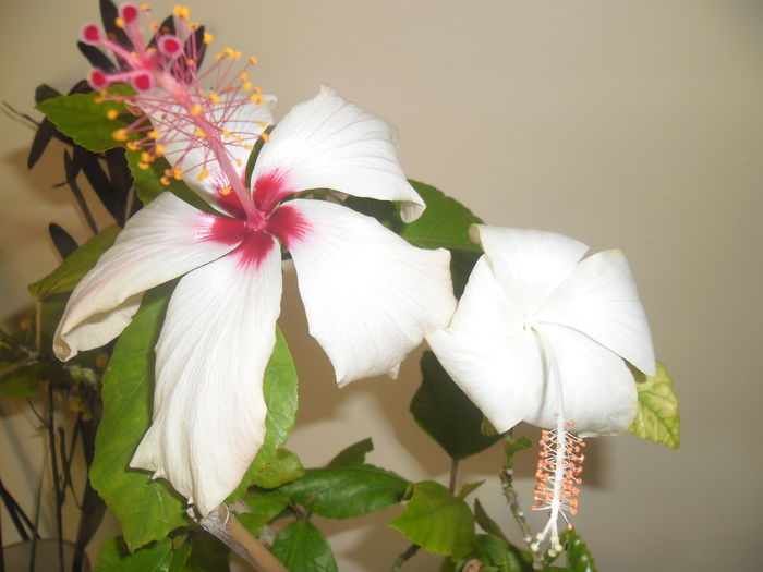 Dainty White + Arnottianus