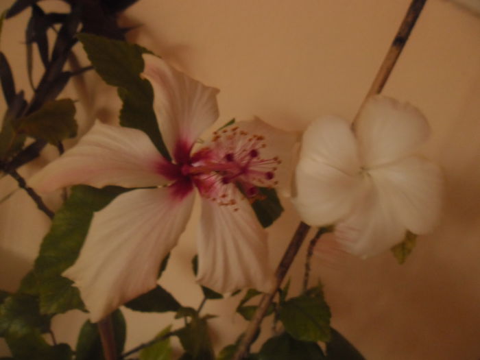 Dainty White + Arnottianus