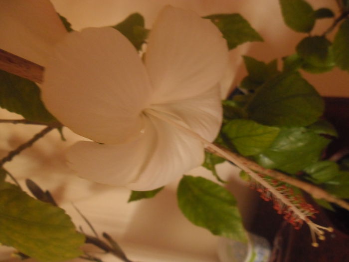 Dainty White
