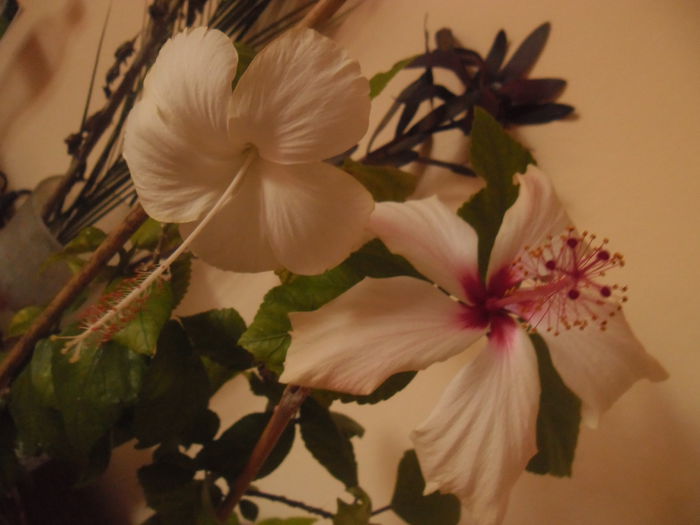 Dainty White + Arnottianus