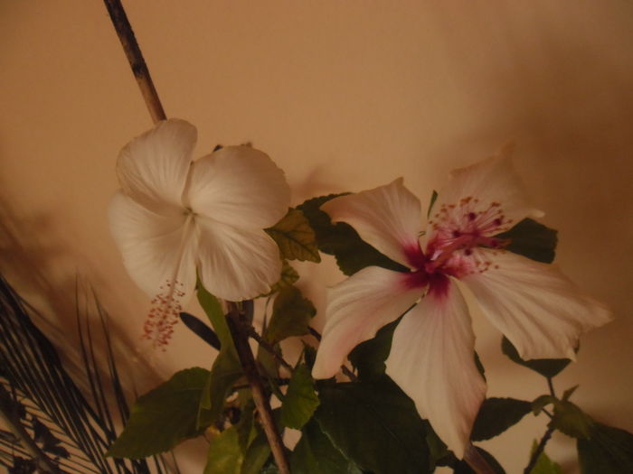 Dainty White + Arnottianus