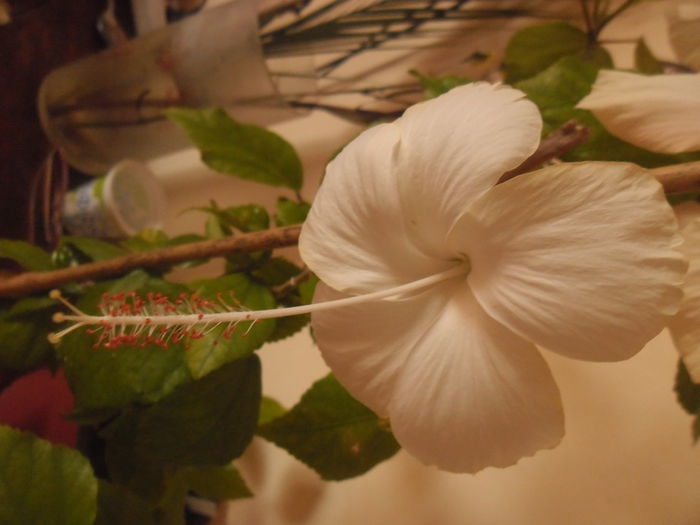 Dainty White