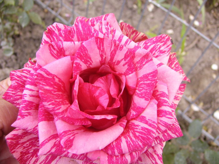 P1220681
