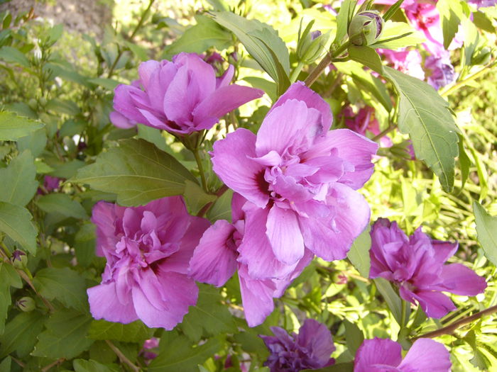 P1220696