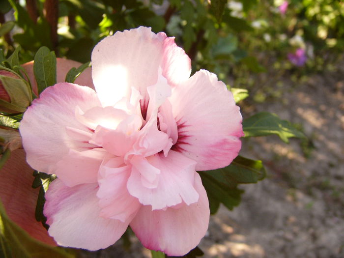 Hibiscus Syriacus Carneus plenus