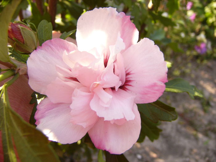 P1220698