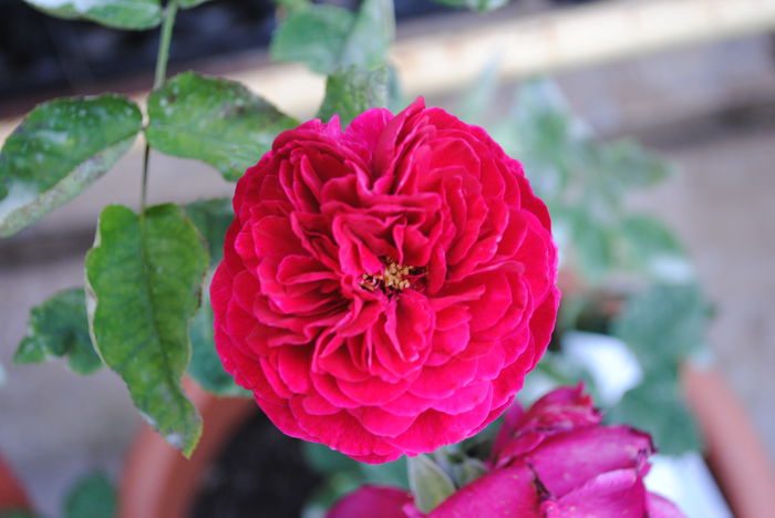 L D Braithwaite - yyy 2014 Trandafiri si clematite