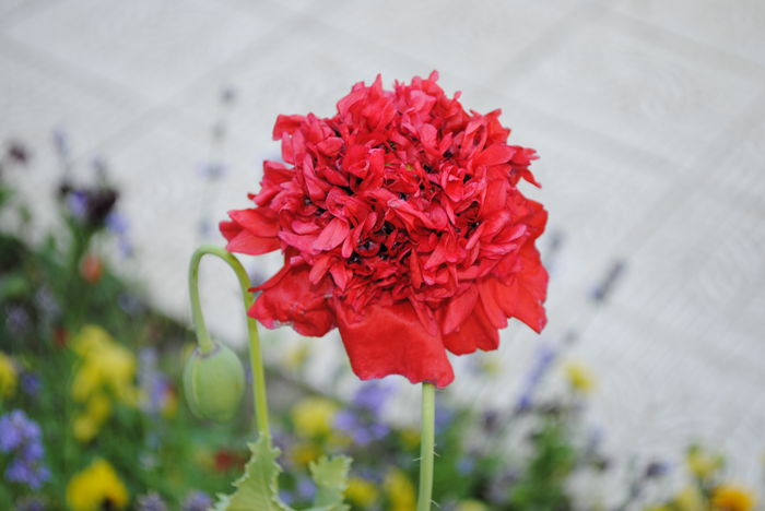 mac batut(seminte din gradina bunicilor) - yyy 2014 gradina mea