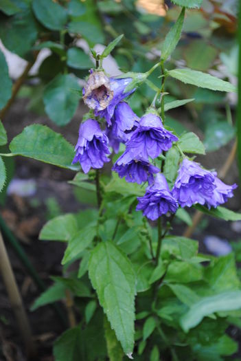 campanula Bernice - yyy 2014 gradina mea