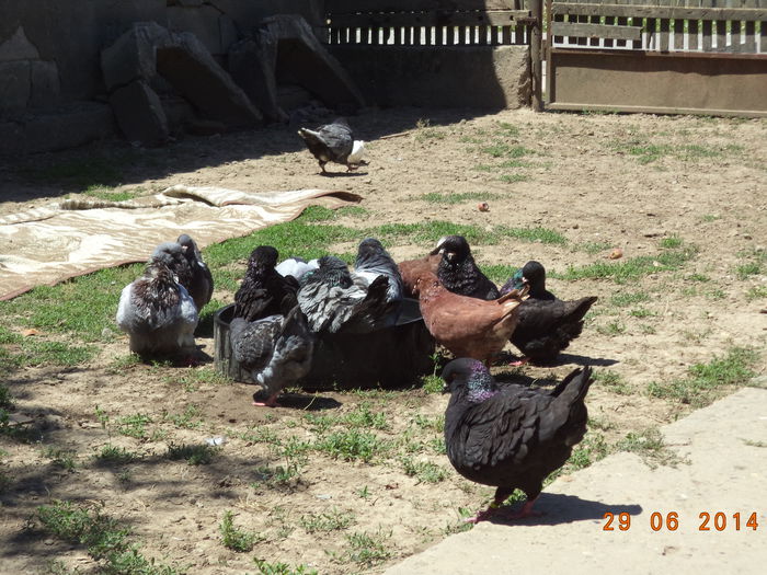 DSC01652 - MATCA KINGI 2015