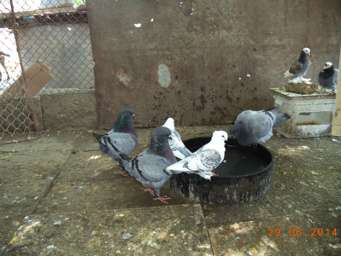DSC01676 - MATCA KINGI 2015