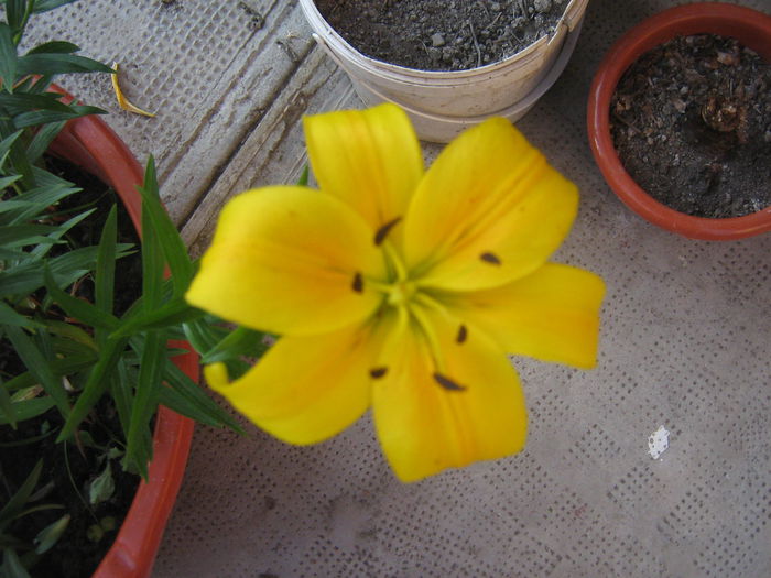 crini 005 - crini de gradina