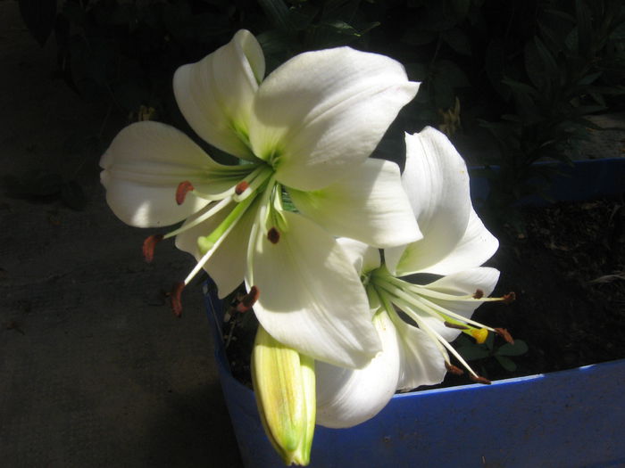 crini 002 - crini de gradina
