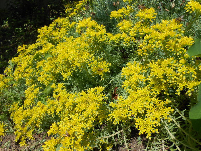 stancaria-i inflorita - yyy 2014 gradina mea