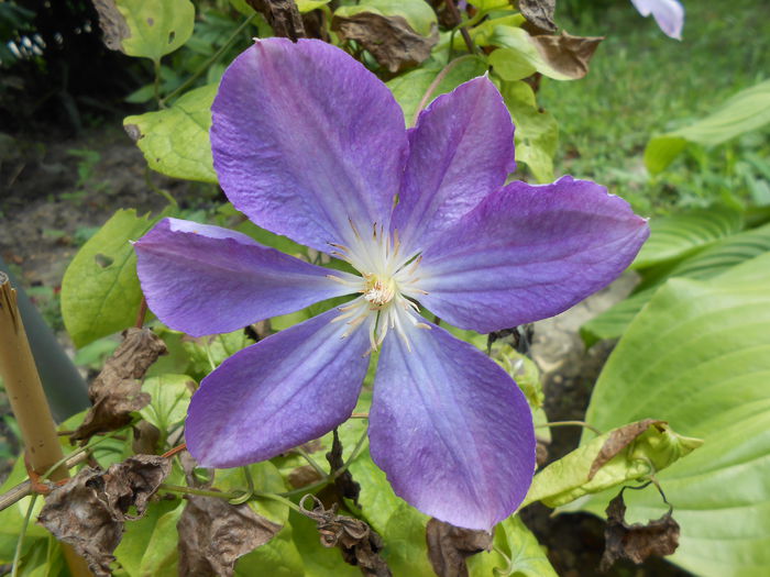 clematita din gradina bunicilor:))) - yyy 2014 Trandafiri si clematite