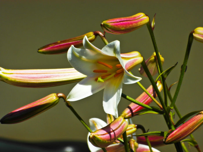 SAM_0227 - Flori 2014