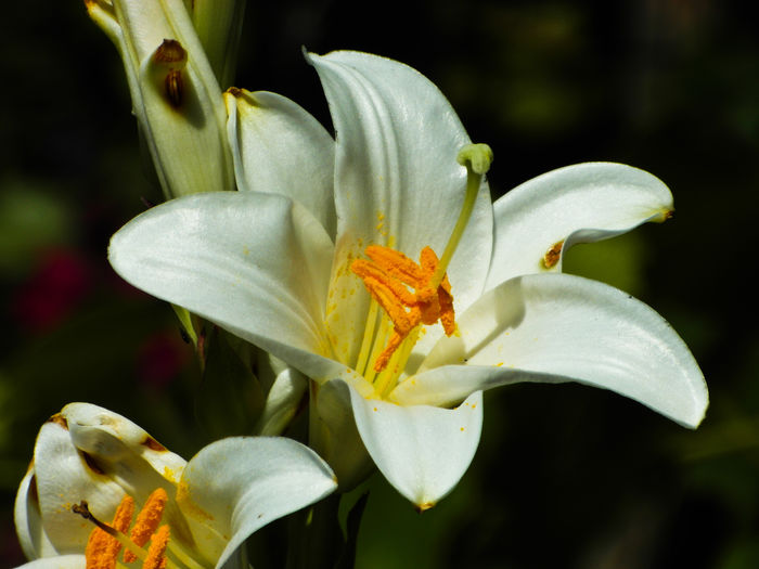 SAM_0229 - Flori 2014