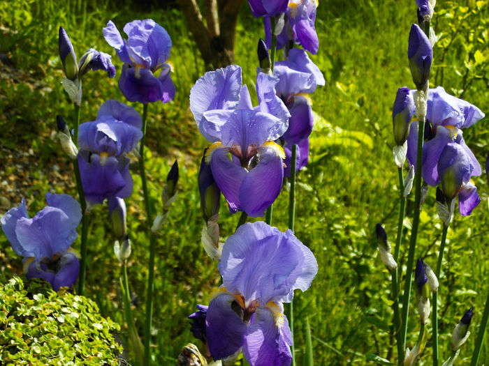 SAM_0474 - Flori 2014