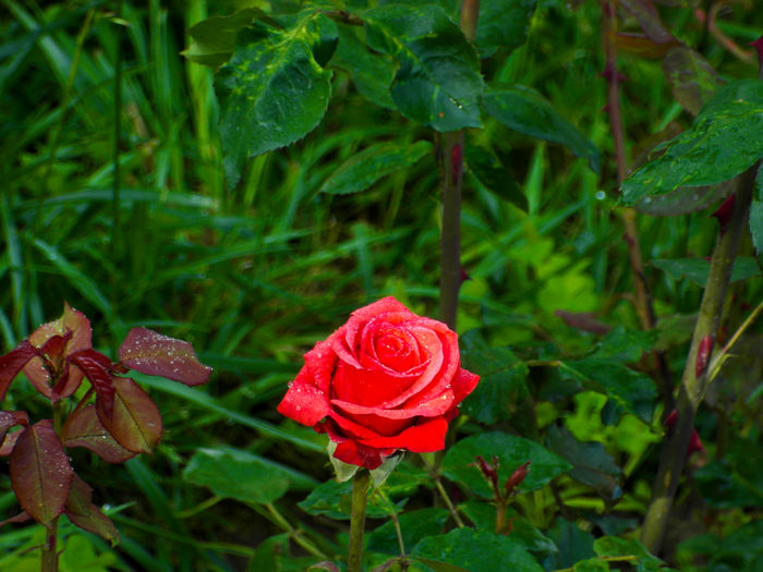 SAM_0572 - Flori 2014