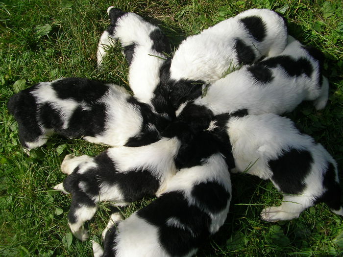 SANY0083 - CUIB 3  DIN MOLDA SI REMUS