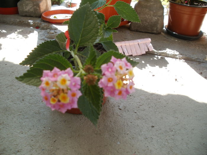 Multumesc d-na Doina