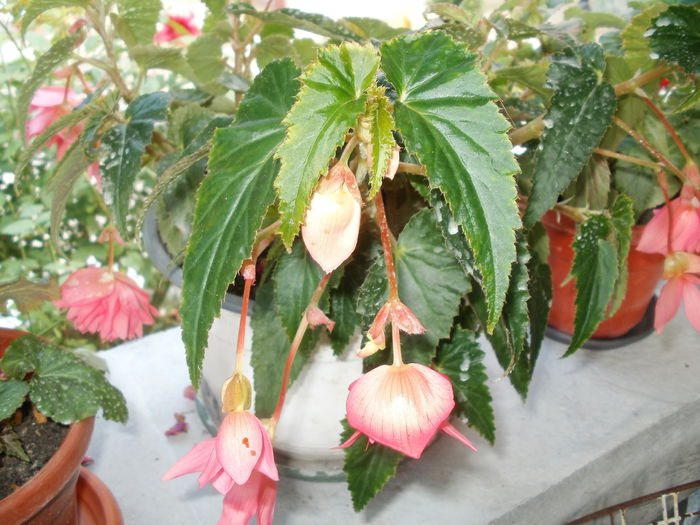 Picture1 933 - flori 2014