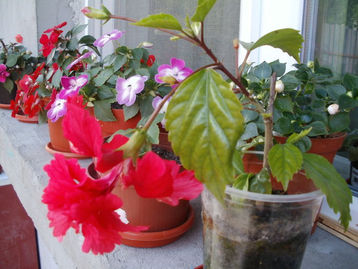 Multumesc d-na Luminita