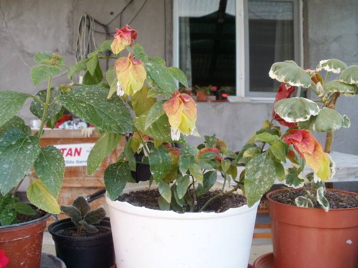 Multumesc d-na Luminita - flori 2014